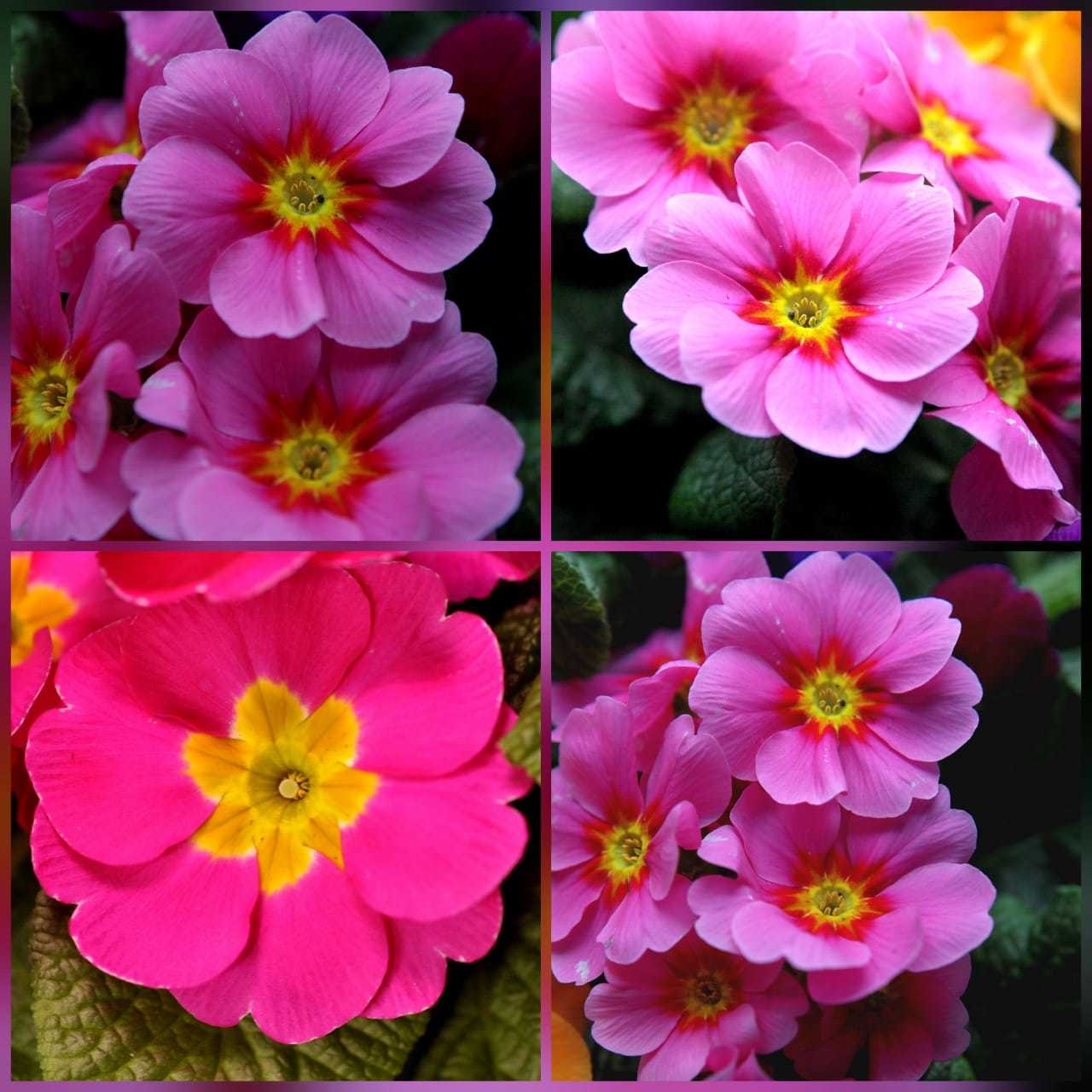 Розовые любимки