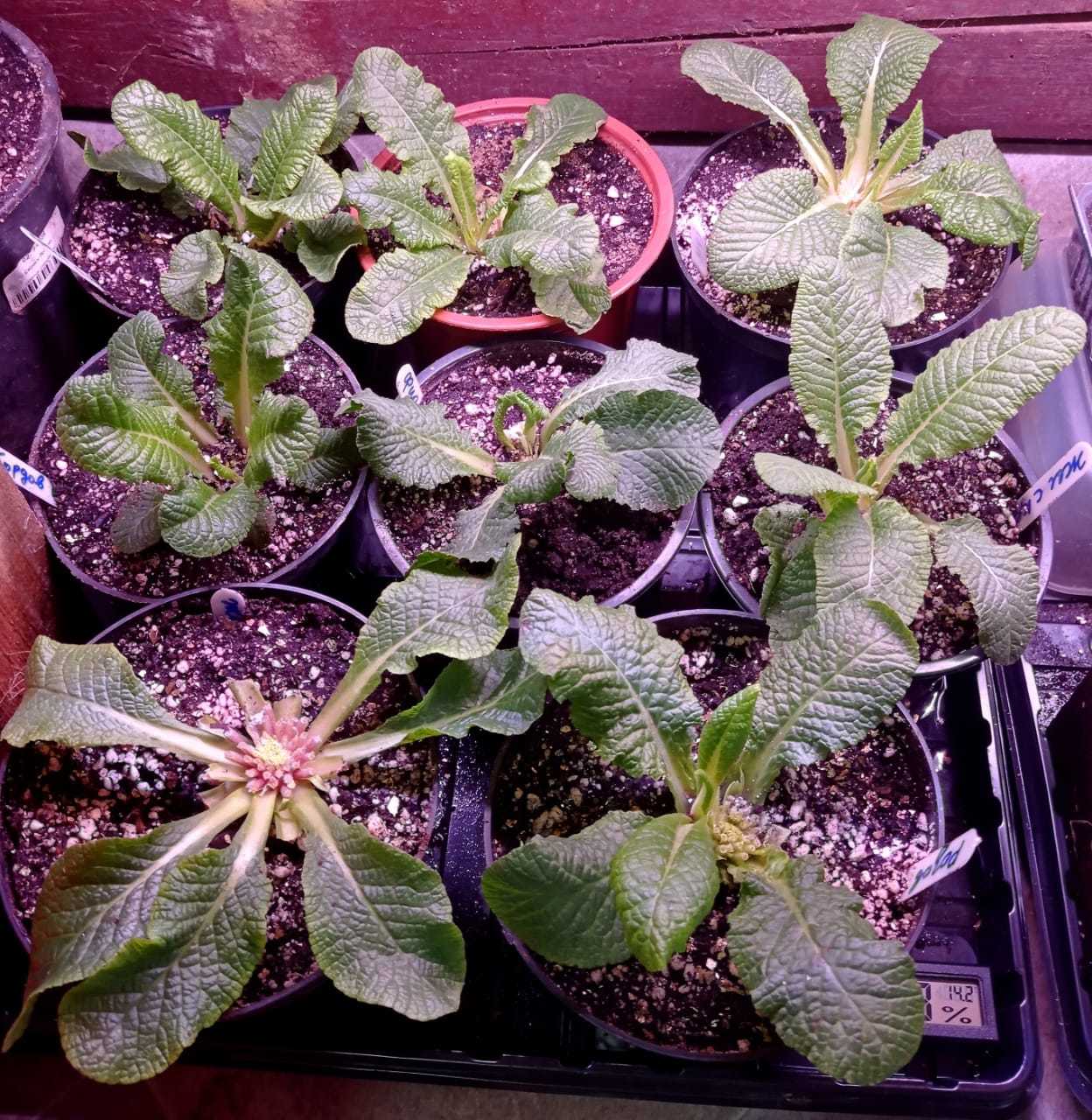 Рассада под фитолампой