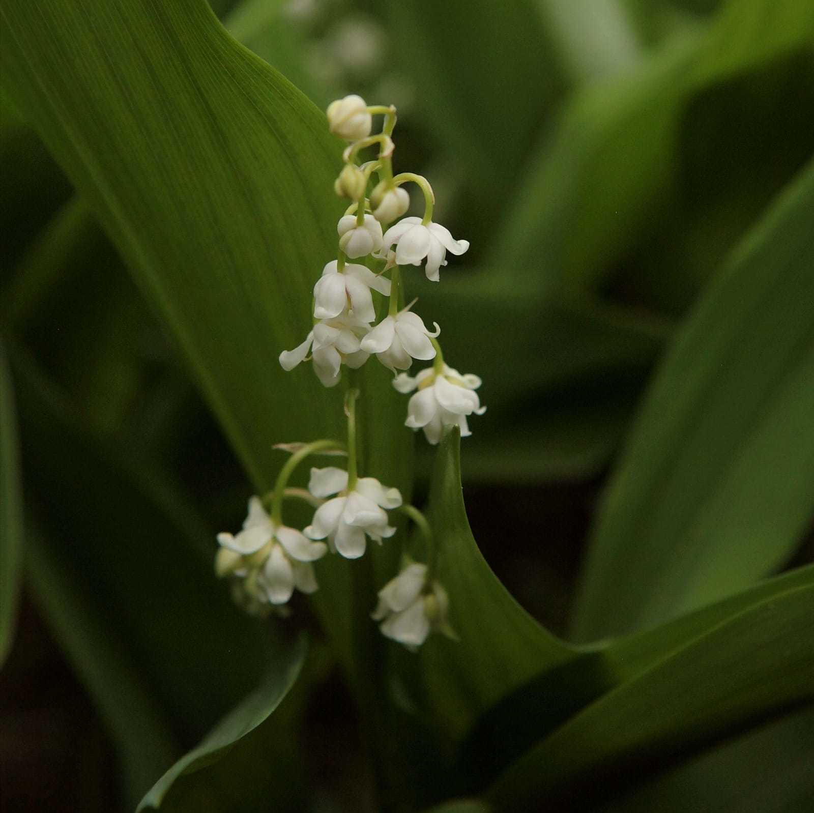 Lily of the valley манхва