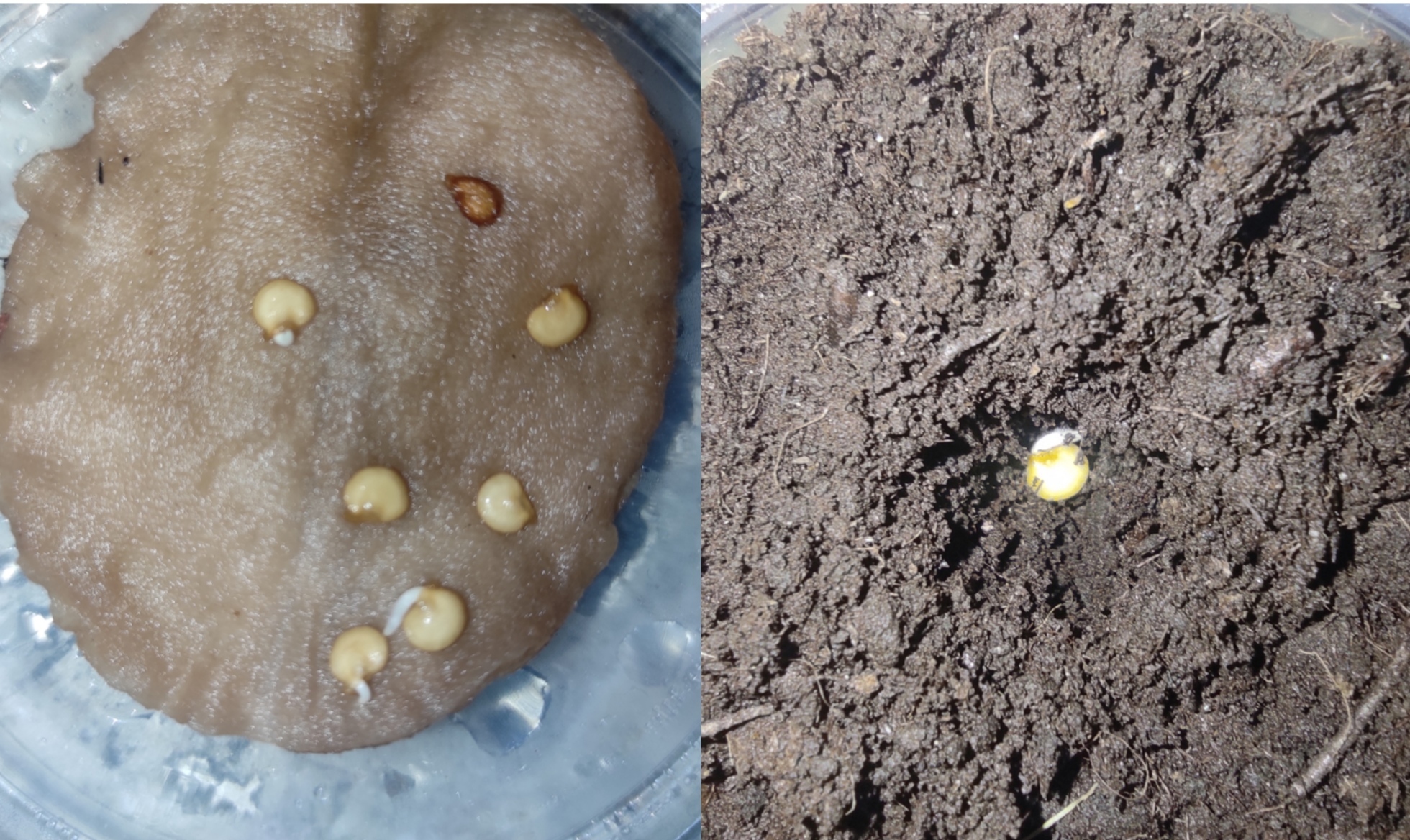 28.02.2023, посадка в грунт перцев