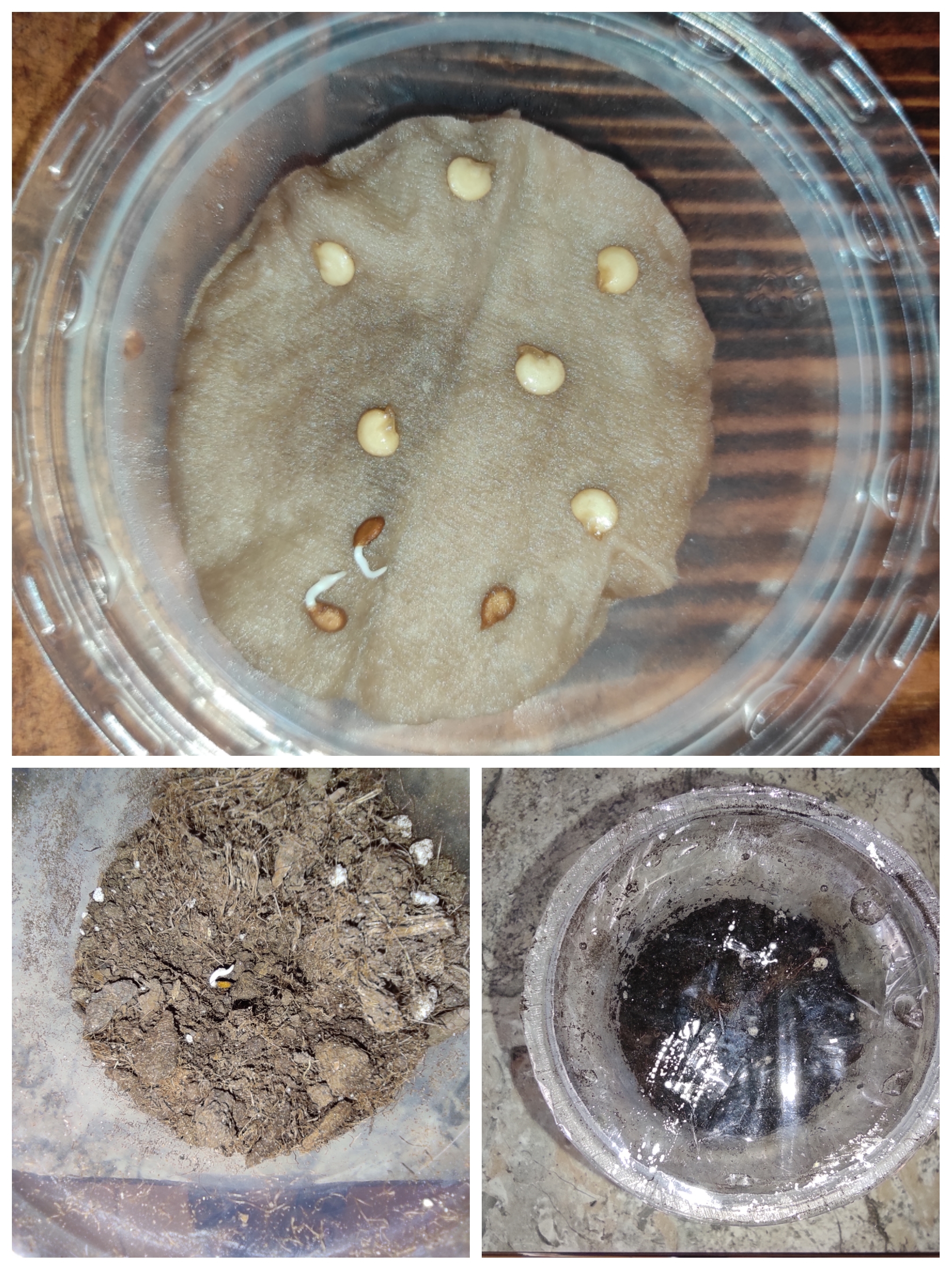 23.02.2023, посадка в грунт томатов