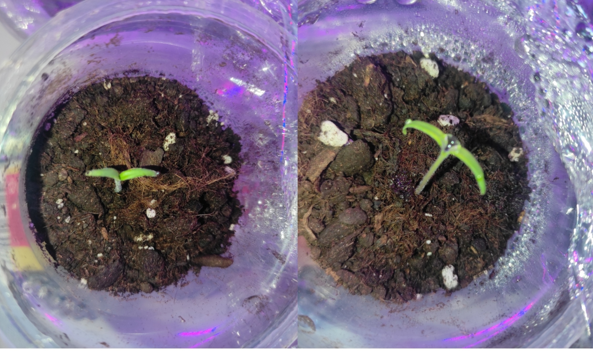 28.02.2023, томаты уже распустили семядоли