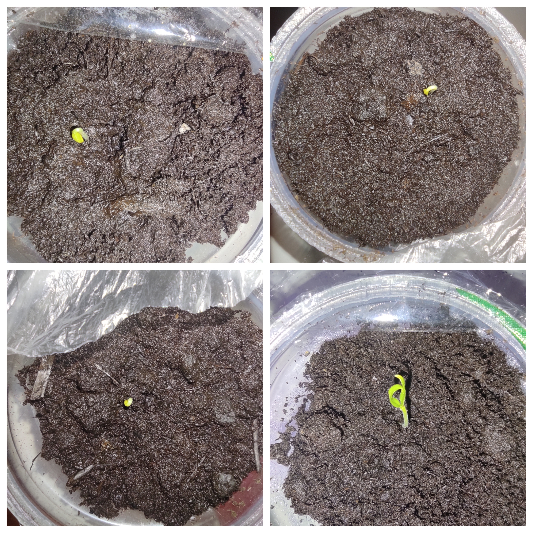 07.03.2023, петельки всходов 'Рамиро', баклажанов и томатов