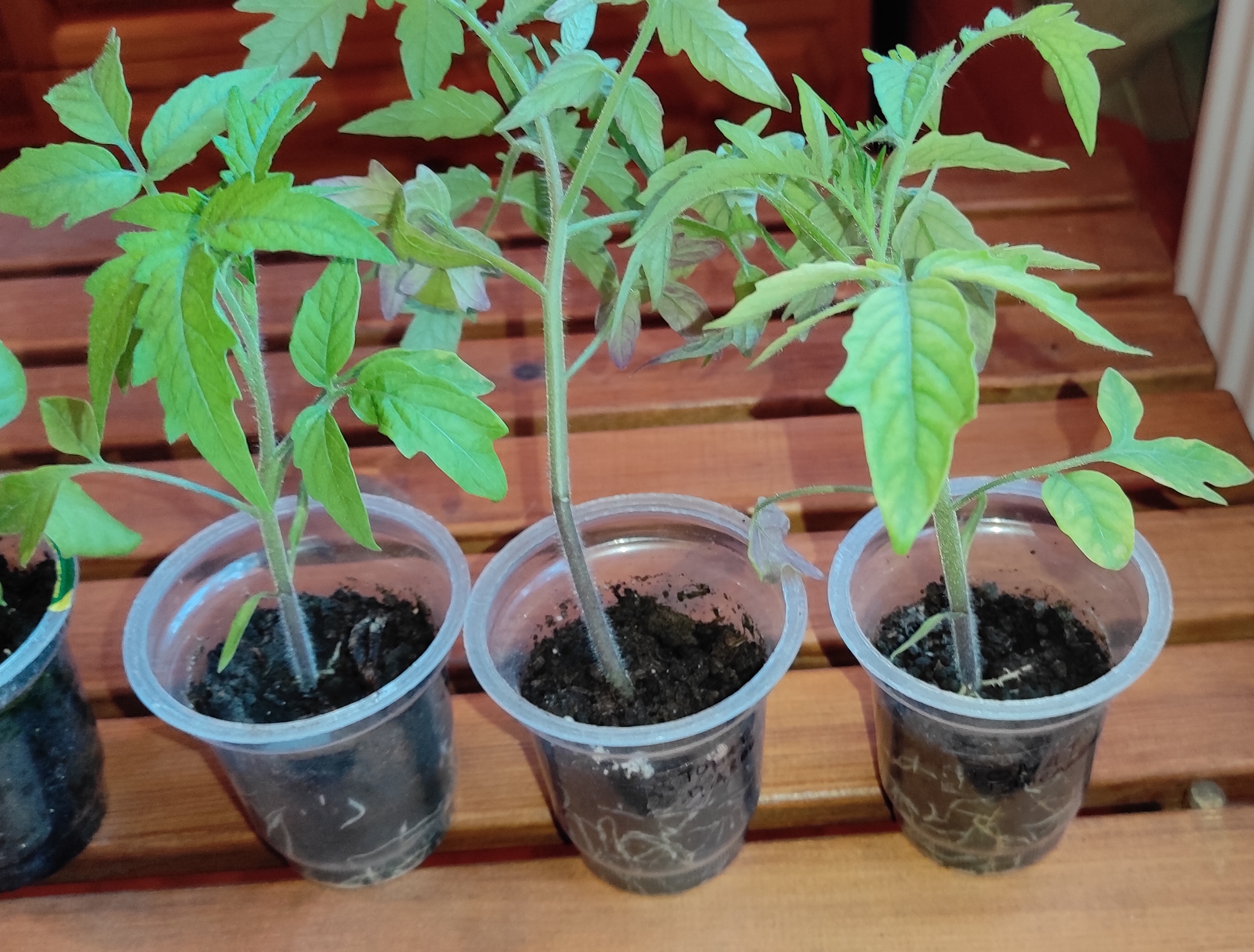 Томаты для прививки, 23.04.2023