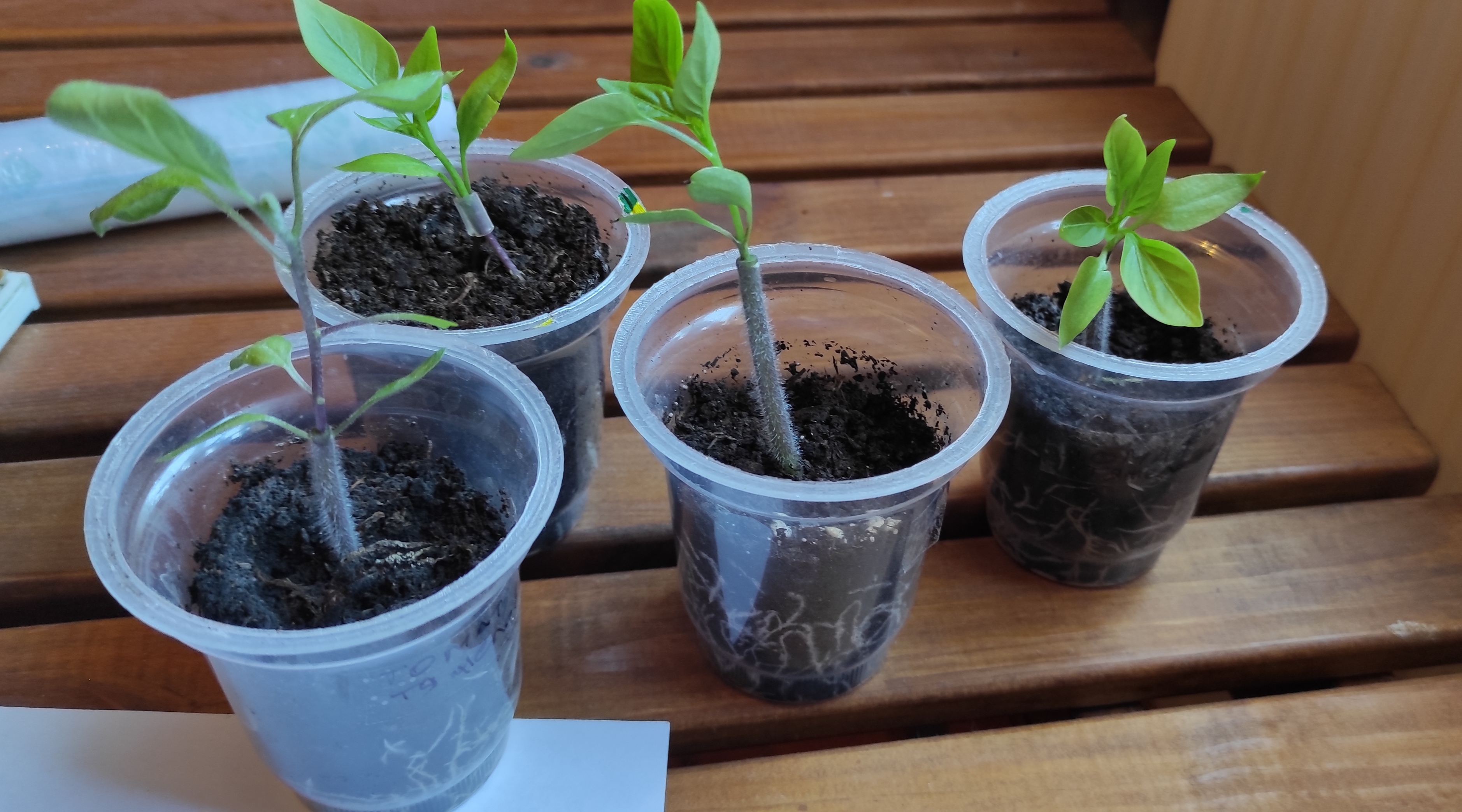 Франкенштейны