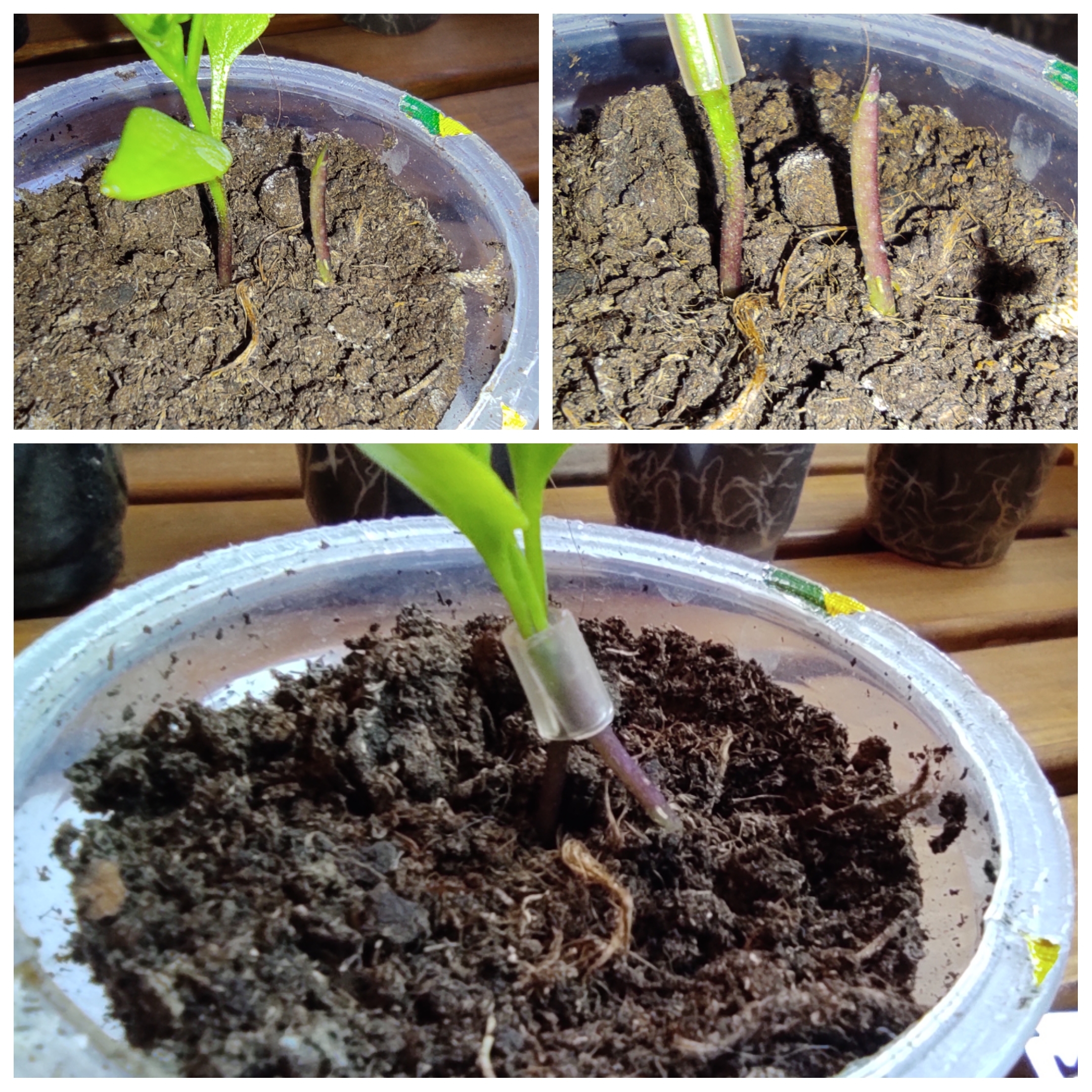 Прививка перца на два корня