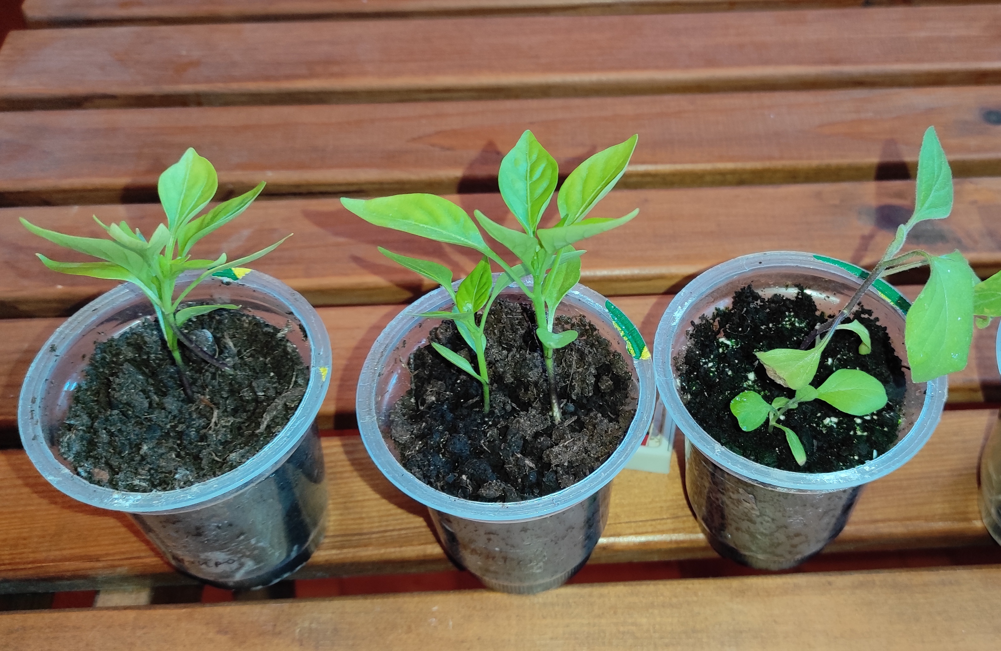 Баклажаны и перцы для прививки. 23.04.2023