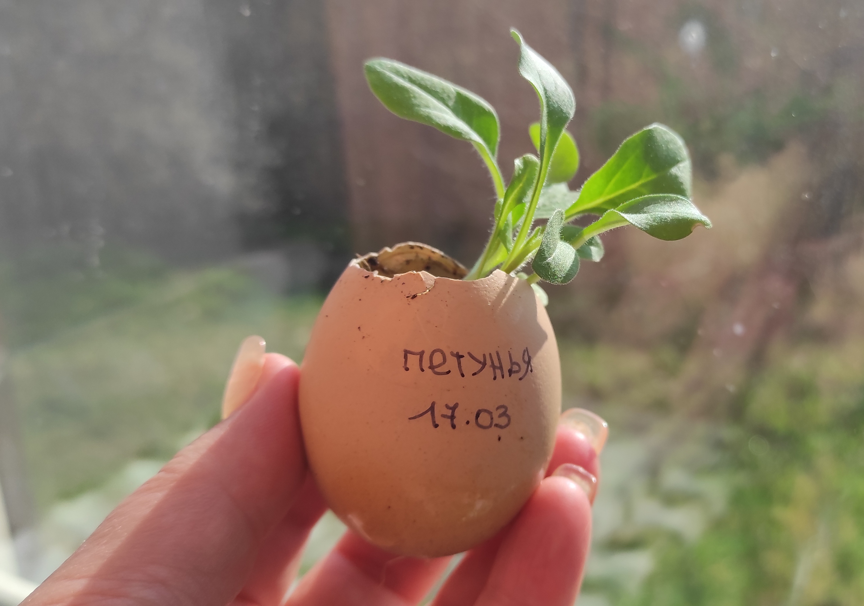 Рассада петунии