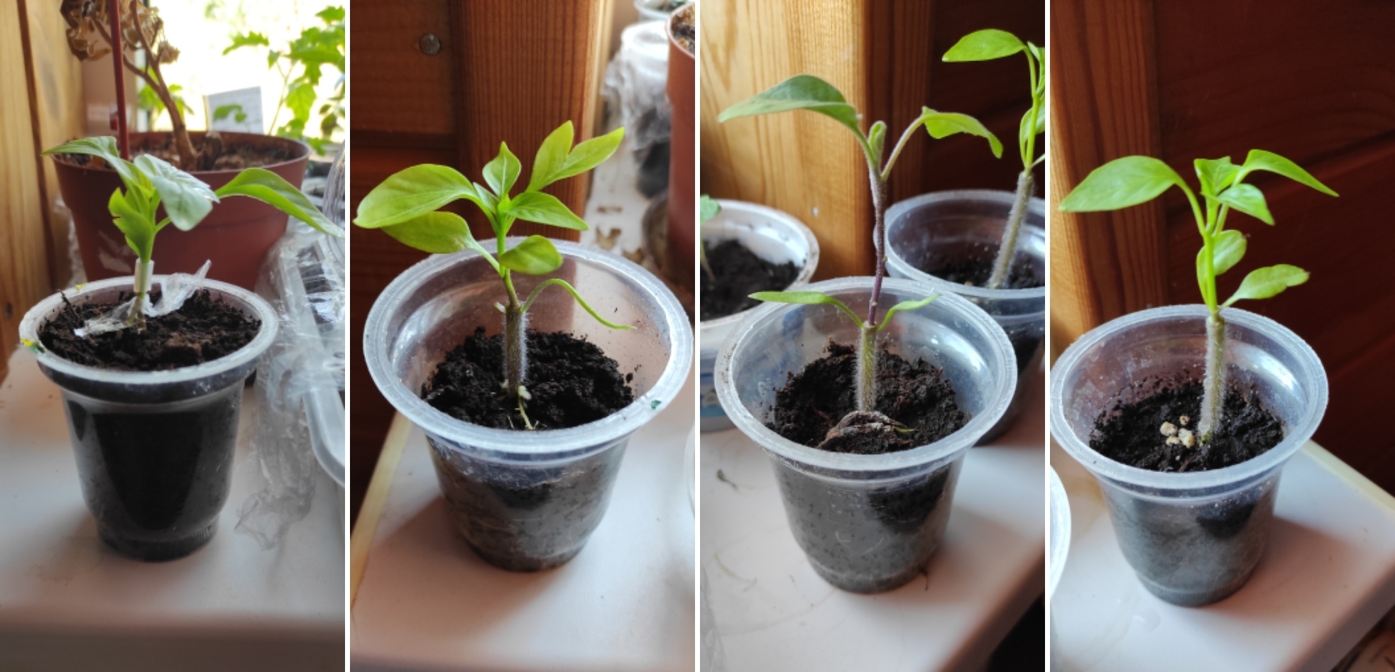 Вот как выглядят мои маленькие Франкенштейны 30.04.2023. Первое фото— перец на двух ногах. Второе и четвёртое— перец на томатном корне. Третье фото — баклажан на томате