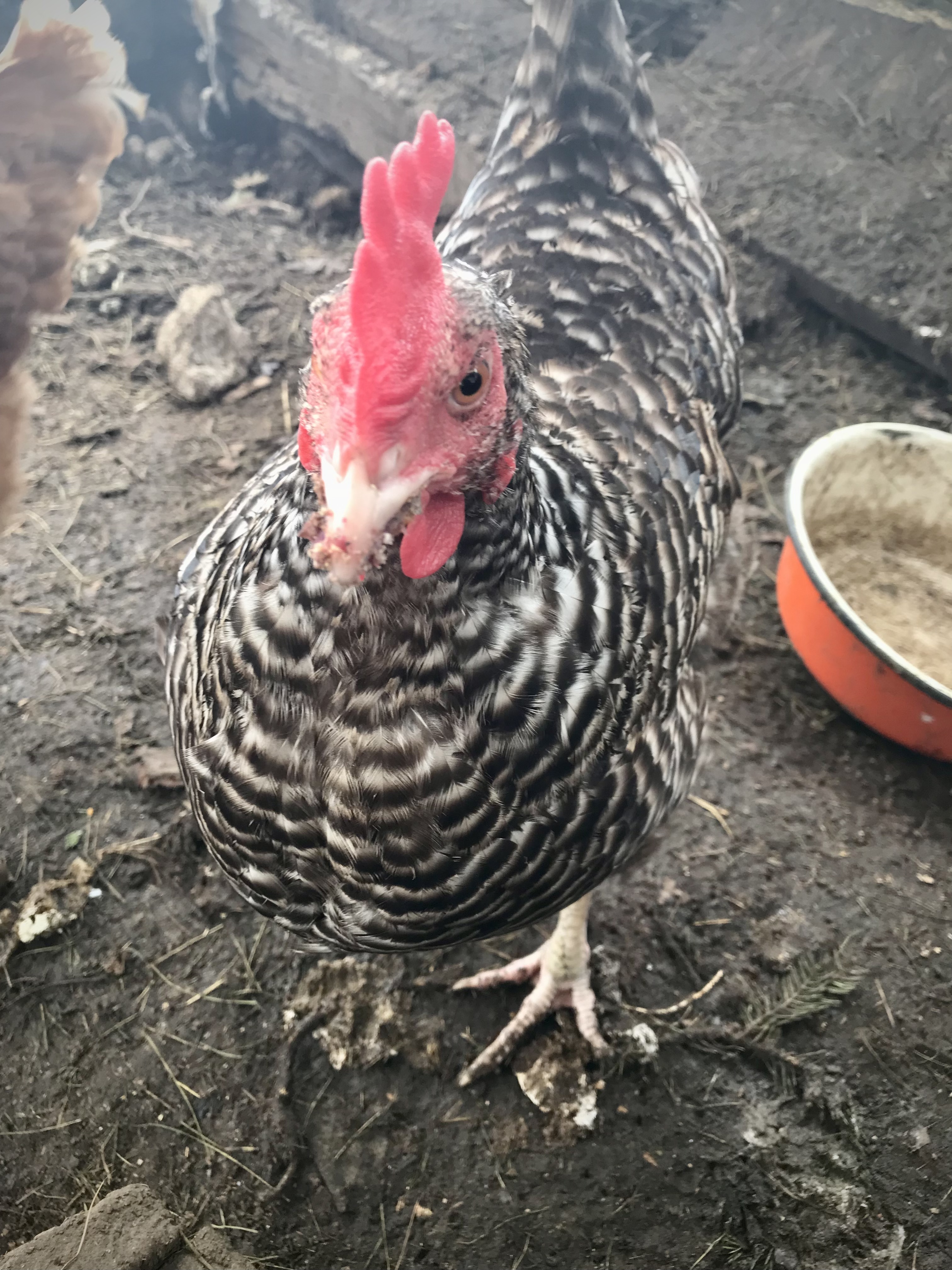 Ко-ко-ко! Суп? Что такое суп?! Мне не нравится это слово! 