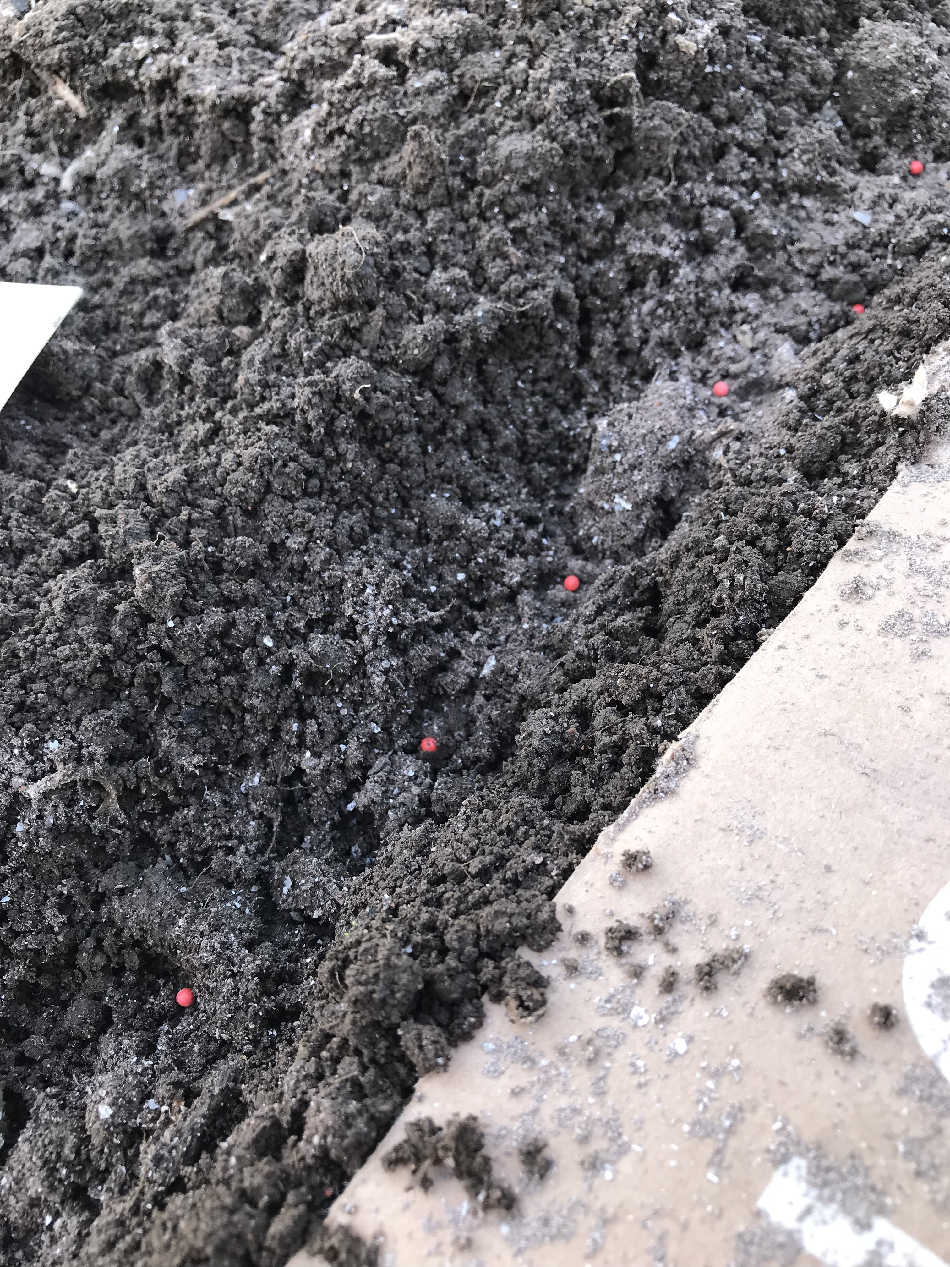 Телефон к уху плечом прижала и морковные шарики в рядок раскладываю  