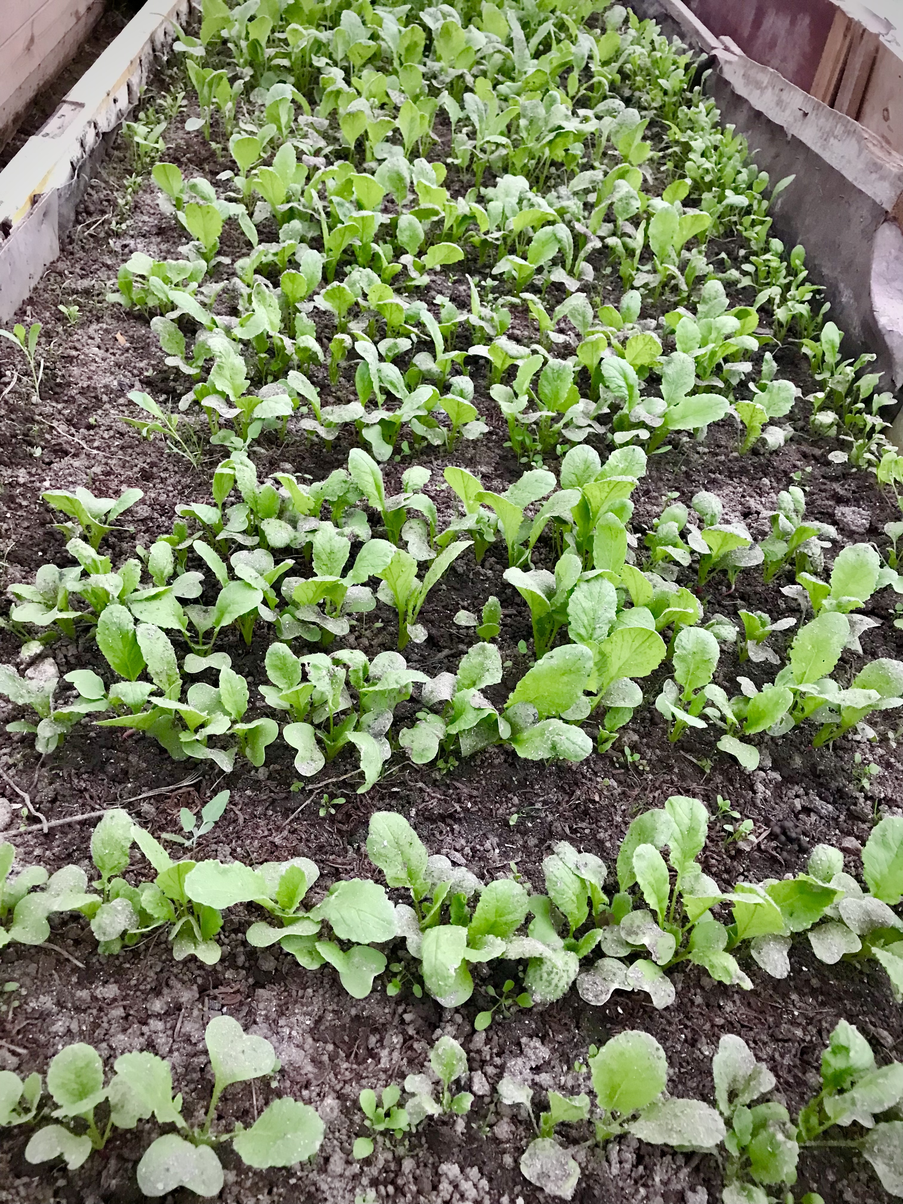 Редис сегодня, 27 апреля. Посеян 24 марта, когда ночью было ещё -7°C. Взошёл 9 апреля 