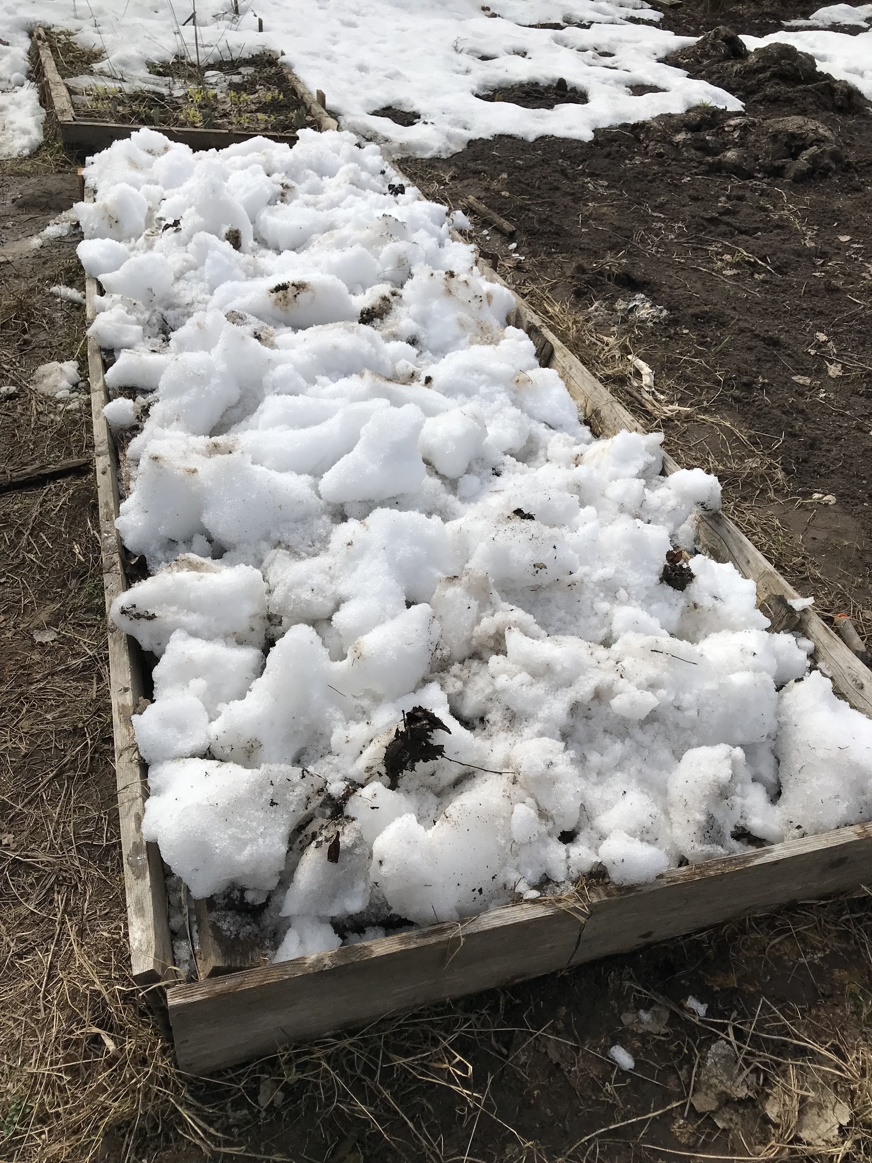 Берём лопату и всё это засыпаем снегом. Благо далеко за ним бегать не надо. Этого добра на огороде ещё полно