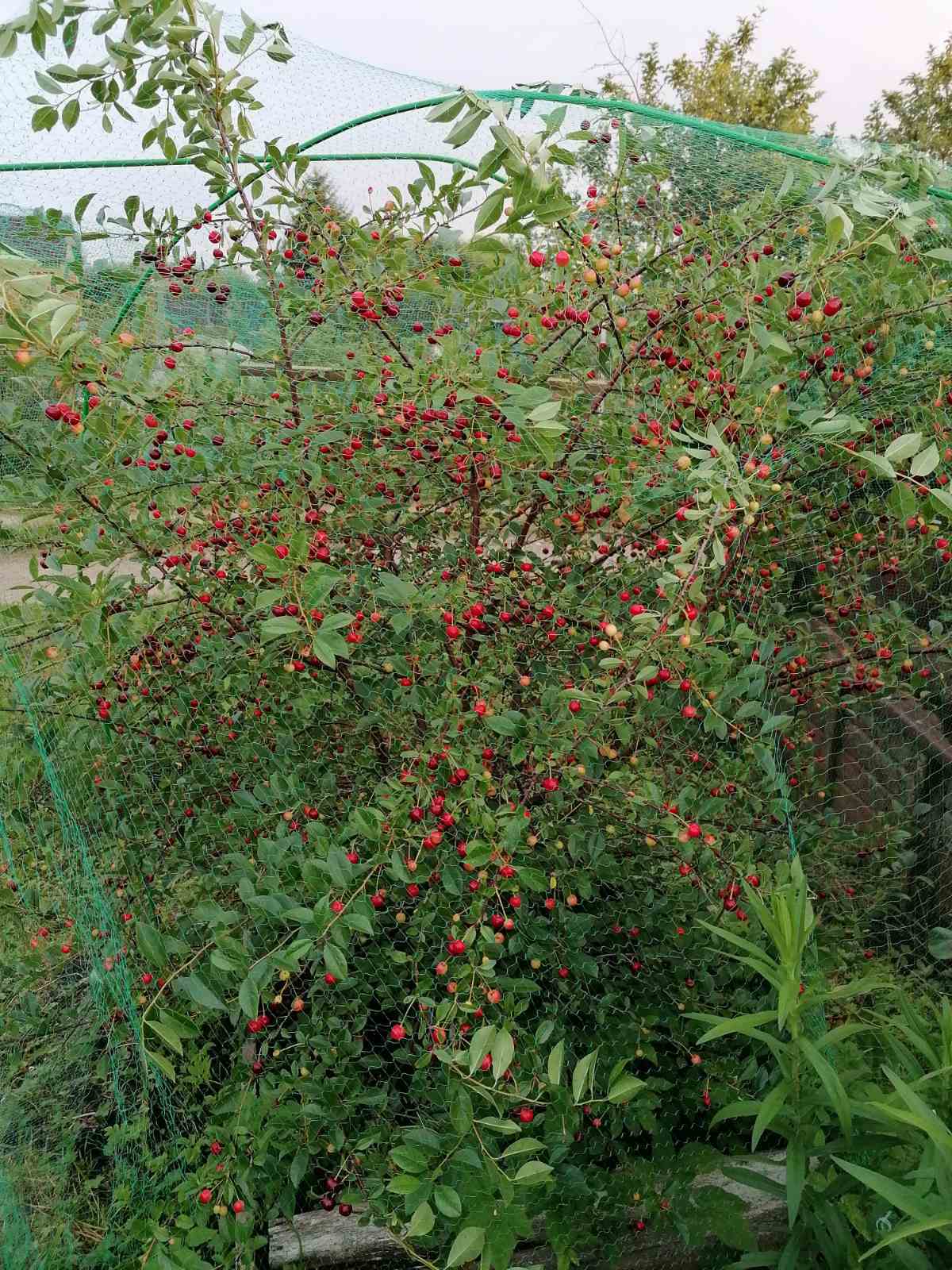 Вишня &amp;quot;Тургеневская&amp;quot;.